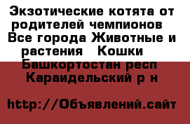  Экзотические котята от родителей чемпионов - Все города Животные и растения » Кошки   . Башкортостан респ.,Караидельский р-н